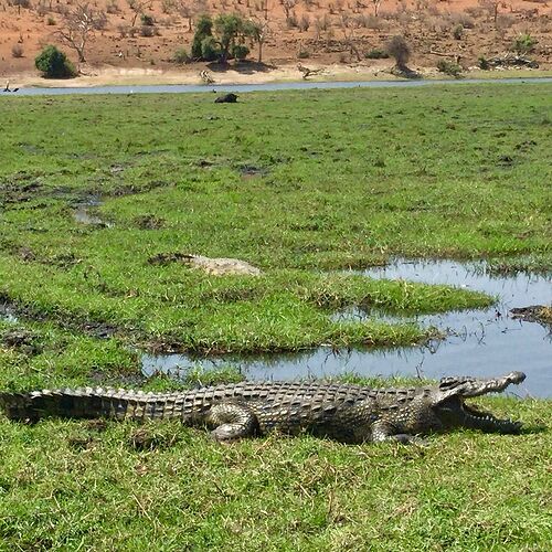 Re: NAMBOTSVIC Namibie- Botswana- Victoria Falls, 3 semaines magiques - PATOUTAILLE