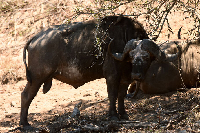 Re: Au paradis ! Compte rendu d'un voyage de 2 petites semaines en Afrique du Sud - L-argonnais Re: Au paradis ! Compte rendu d'un voyage de 2 petites semaines en Afrique du Sud - L-argonnais