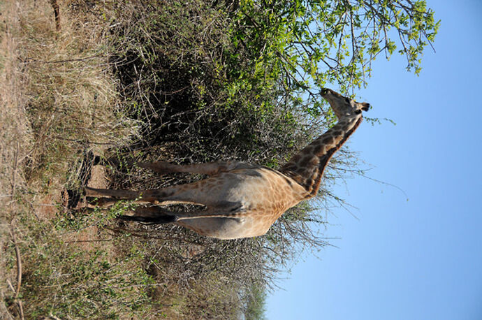 Re: Au paradis ! Compte rendu d'un voyage de 2 petites semaines en Afrique du Sud - L-argonnais Re: Au paradis ! Compte rendu d'un voyage de 2 petites semaines en Afrique du Sud - L-argonnais