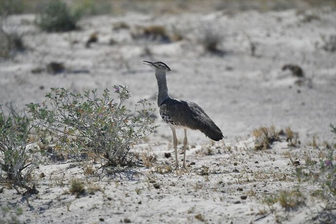 Re: Namibie - 15 jours en octobre 2018 - pascal41lc