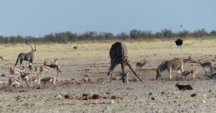 Re: 3 fabuleuses semaines Namibiennes- juillet 2021 - Patbillvoyage