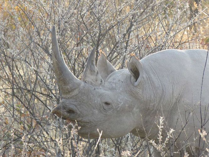 Re: Voyage Namibie 20 jours été 2018 - yensabai