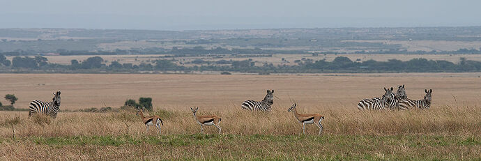 Re: Kenya juillet 2021 un nouveau safari de Samburu au Massai Mara en passant par Meru et Aberdare NP - Karen56