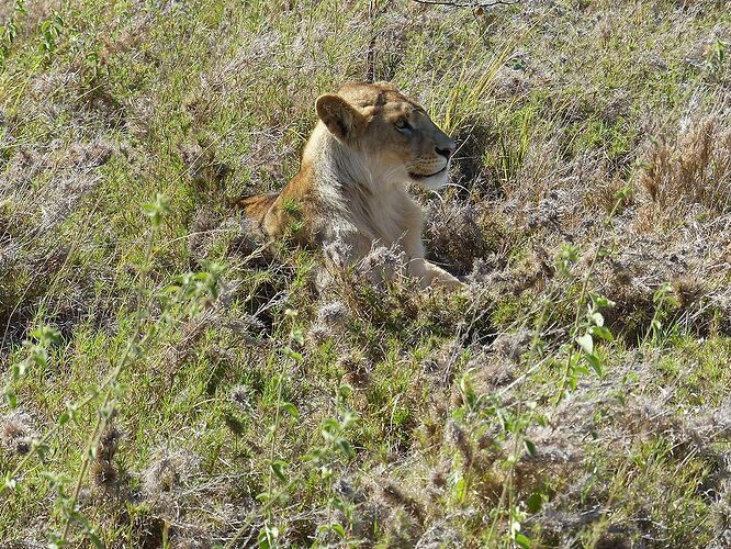 Serengeti: clap de fin, en beauté ! - fabienne65