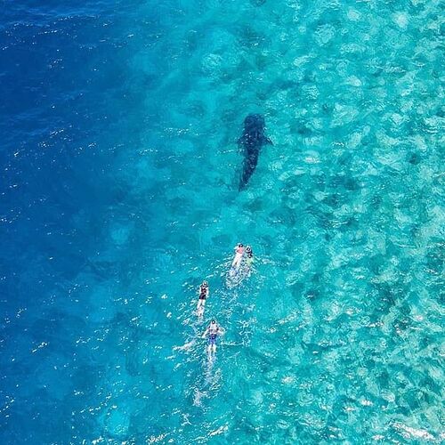 Les Requins - Baleine Observables toute l'année aux Maldives - Phil Ô Maldives Guide Safaris