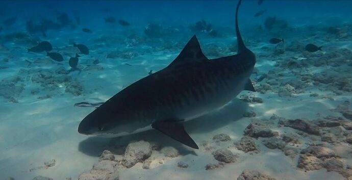 Tiger Sharks in Maldives - Gnaviyani Atoll - Equateur du sud - Philomaldives Guide Safaris