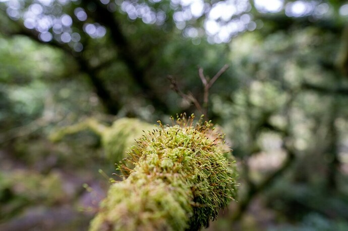 les Cornouailles et Dartmoor national park - rosie31