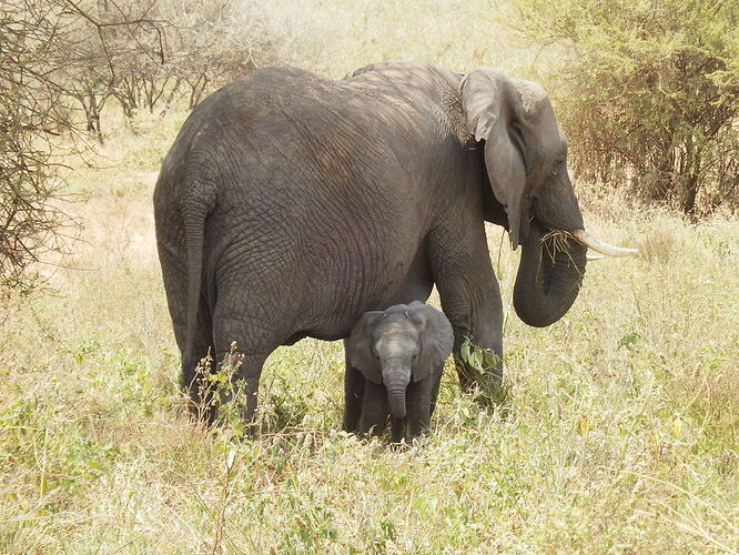 Safari en Tanzanie avec guide local de confiance - Yves69