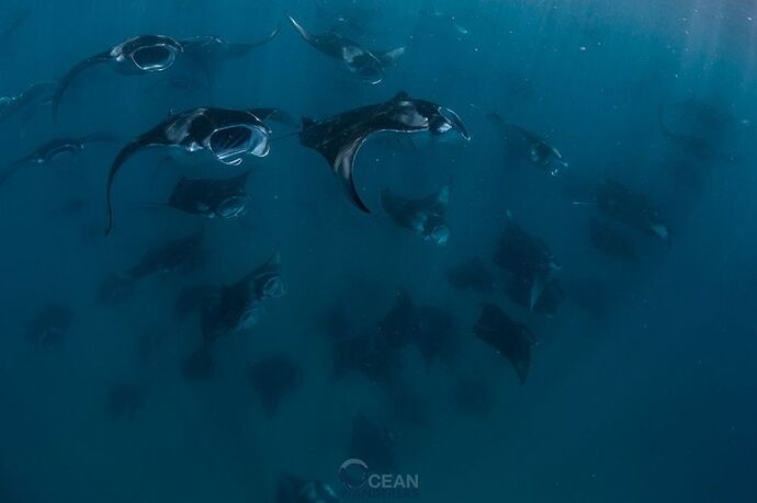 Maldives Snorkeling - Juin - Juillet - Baa Atoll - Mantas saison - Philomaldives Guide Safaris