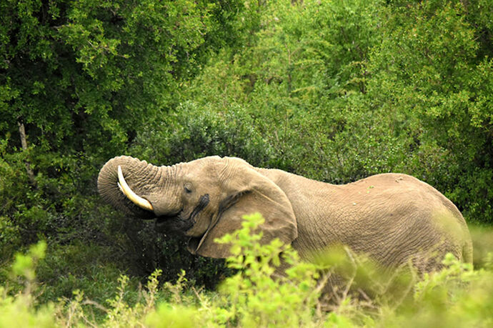 Re: Au paradis ! Compte rendu d'un voyage de 2 petites semaines en Afrique du Sud - L-argonnais Re: Au paradis ! Compte rendu d'un voyage de 2 petites semaines en Afrique du Sud - L-argonnais