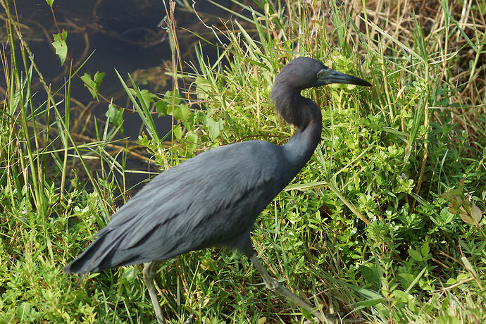 Découverte de le FLORIDE - Les KEYS & Les EVERGLADES - cartesien