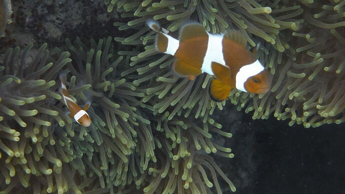 snorkeling - wilfrid