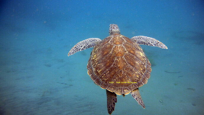 Tortues à Anse Noire-Dufour - RED2