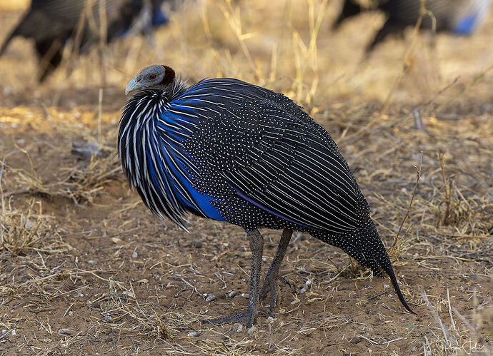 Samburu : Les oiseaux - rjulie95