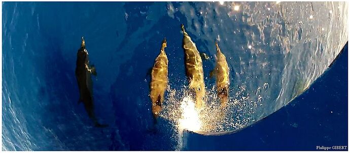 Re: Voyage avril 2018 - Philomaldives Guide Safaris Re: Voyage avril 2018 - Philomaldives Guide Safaris