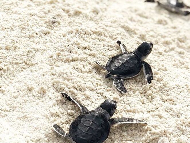 Naissances ces jours ci dans l'atoll de Malé Nord    98  baby green turtles - Philomaldives Guide Safaris