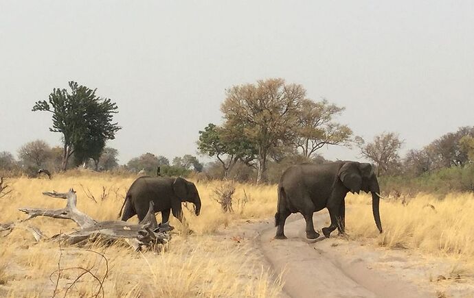 Re: NAMBOTSVIC Namibie- Botswana- Victoria Falls, 3 semaines magiques - PATOUTAILLE