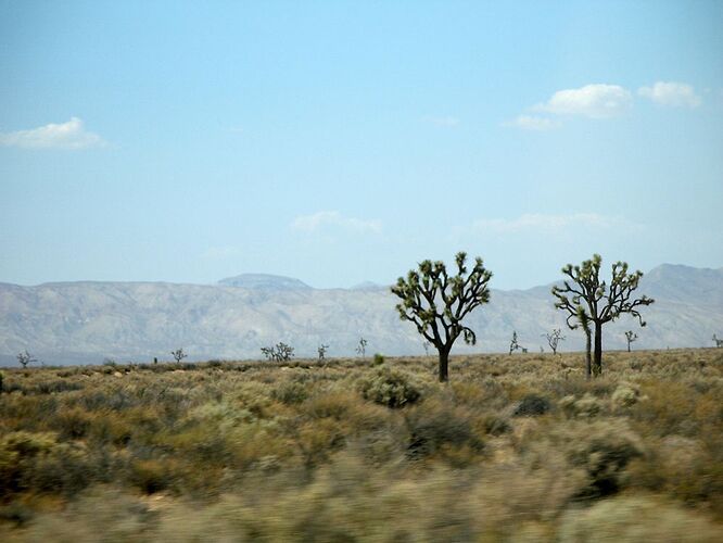 les serpents à sonnettes dans le désert de Mojave  - Hiacinthe