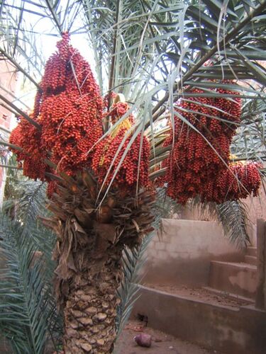 Re: Montagnes, oasis, kasbahs du Maroc  - mimidada