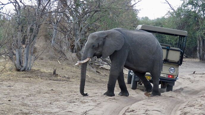 Re: NAMBOTSVIC Namibie- Botswana- Victoria Falls, 3 semaines magiques - PATOUTAILLE