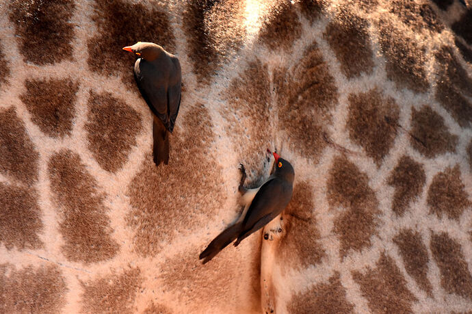 Re: Au paradis ! Compte rendu d'un voyage de 2 petites semaines en Afrique du Sud - L-argonnais Re: Au paradis ! Compte rendu d'un voyage de 2 petites semaines en Afrique du Sud - L-argonnais