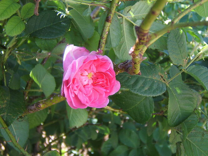 rosiers en fleurs - trostang