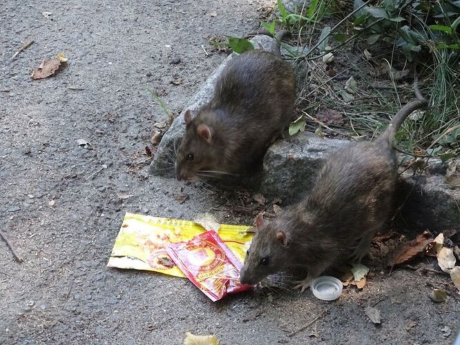 Re: Partir à NYC en été, cafards ?  - sourisgrise