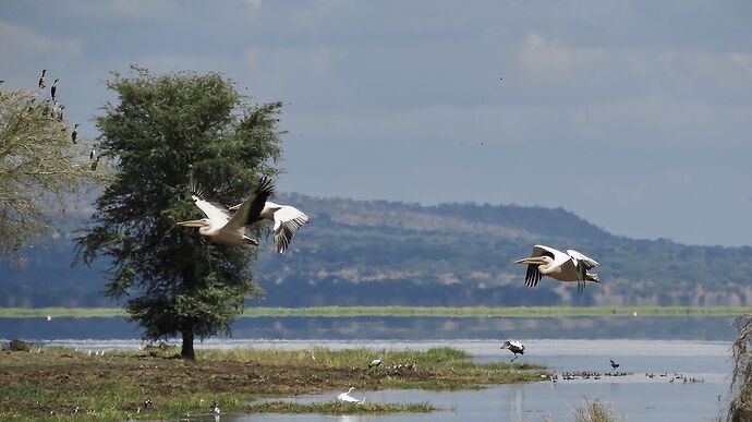 Re: TANZANIE en Décembre, les parcs du Nord sous le signe de la chance! - PATOUTAILLE