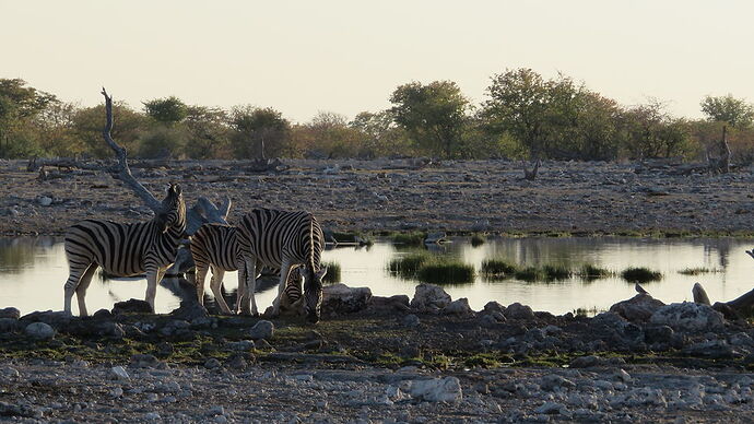 Re: Ouest d'Etosha - Fra67