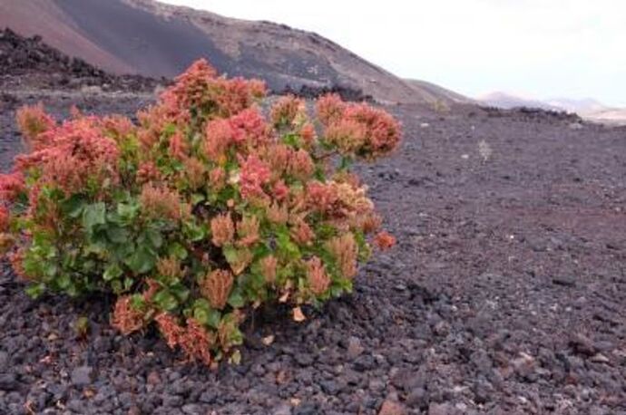 Re: Végétation Lanzarote au mois d'Avril  - Gini78
