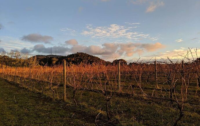 Une escapade viticole au plus près de la nature dans la région d'Orange - exploringpaw
