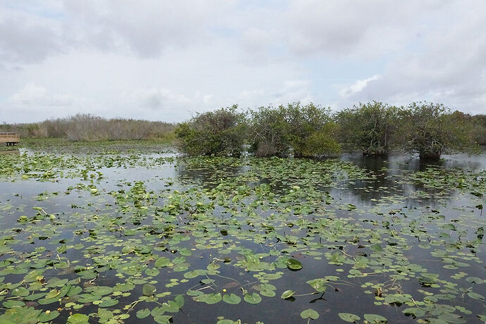 Découverte de le FLORIDE - Les KEYS & Les EVERGLADES - cartesien