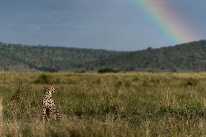 Re: Parenthèse enchantée au Masaï Mara chez Melting Pot Safaris - Mattsupertramp