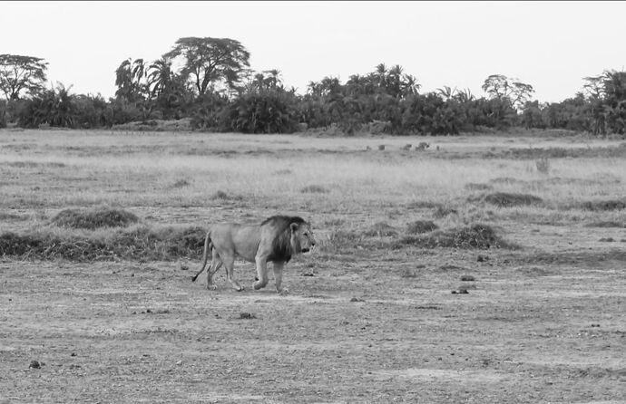 Safari au Kenya - Magali-Koenig2