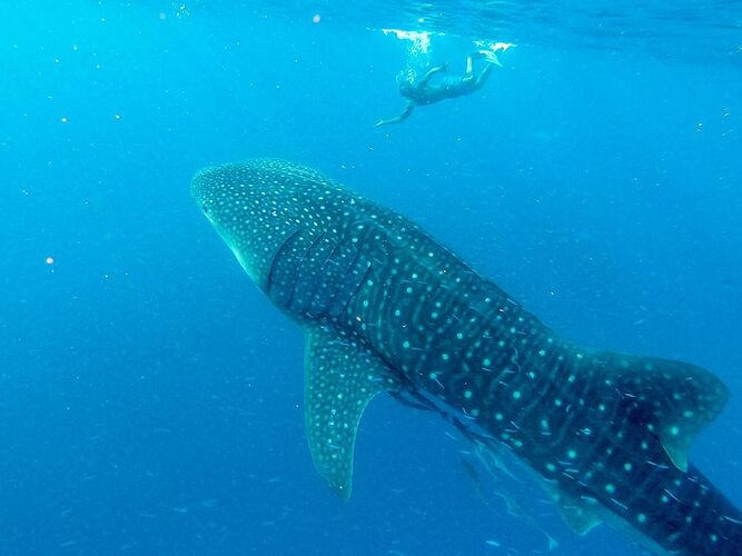 Les Requins - Baleine Observables toute l'année aux Maldives - Philomaldives Guide Safaris