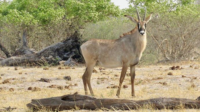 Re: NAMBOTSVIC Namibie- Botswana- Victoria Falls, 3 semaines magiques - PATOUTAILLE