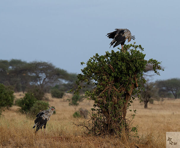 Re: Karibu Kenya février 2022 - Karen56