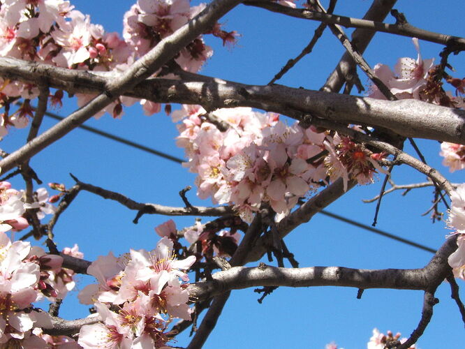 les lamandiers en fleurs - trostang