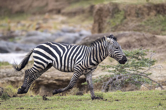 Masai Mara : Les zèbres - rjulie95