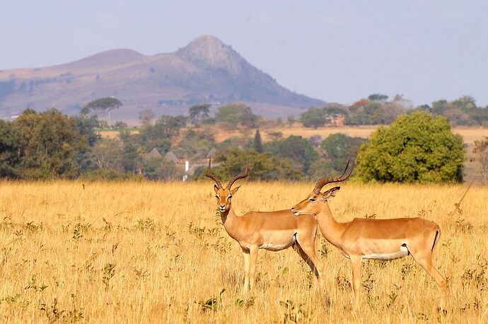 retour voyage Afrique du sud / Swaziland - jolis circuits