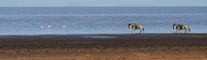 TANZANIE : AU MILIEU DES ANIMAUX SAUVAGES - Derriere-l-horizon