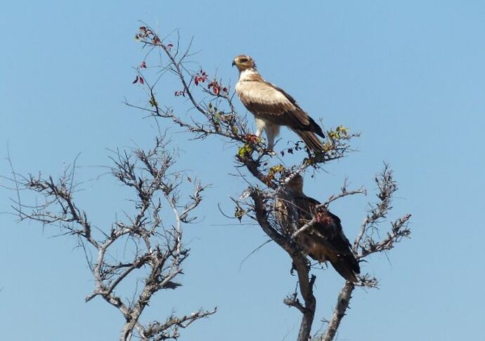 Re: 3 fabuleuses semaines Namibiennes- juillet 2021 - Patbillvoyage