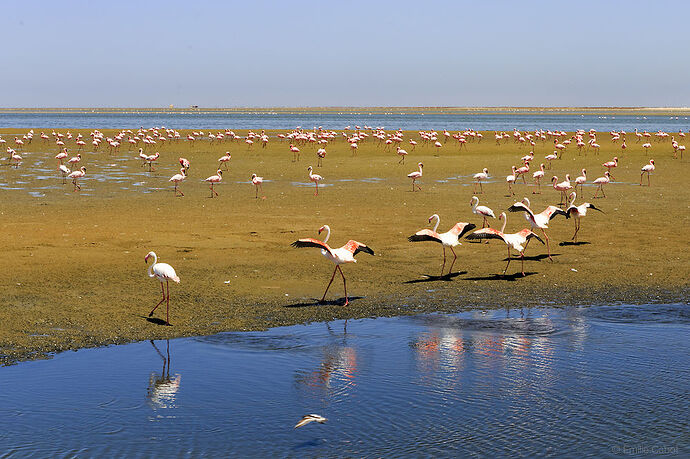 Walvis Bay - Millie