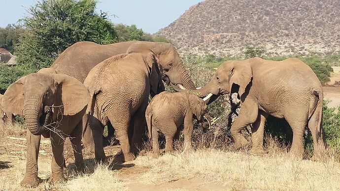 Re: Retour d''expérience : trek au mont Kenya et Réserve Samburu - veroct