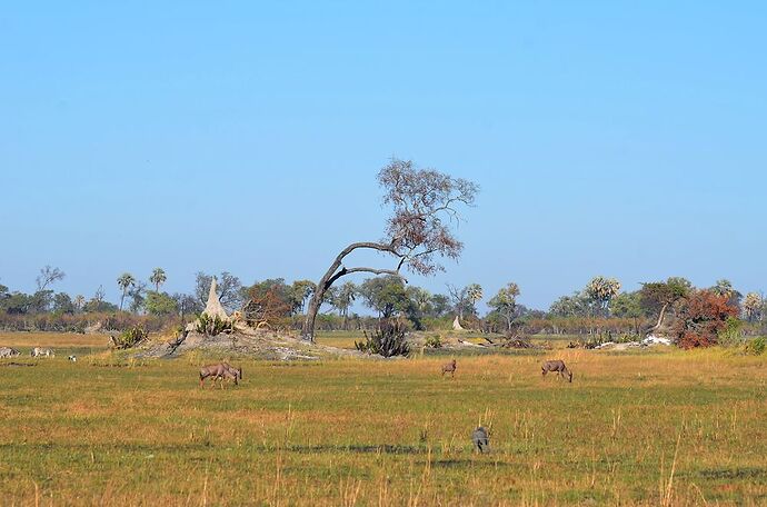 Delta de l'Okavango, suite: Pom Pom Camp - fabienne65