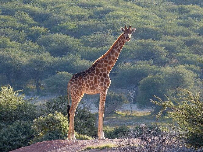 Retour de 24 jours en Namibie - mai 2017 - Snoopy05