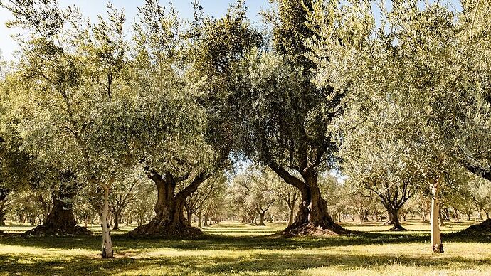 Découvrir les vins et olives de la région de Mendoza ! - Deux Évadés