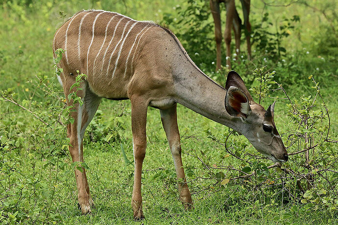 Re: Safari dans le sud de la Tanzanie, Parc de MIKUMI, des retours svp? - puma