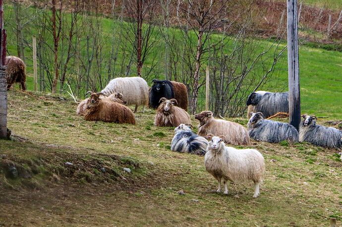 Moutons des Vesterålen.