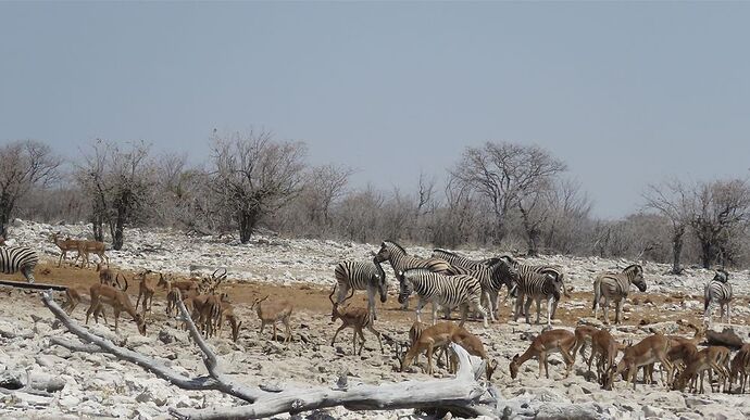 Re: NAMBOTSVIC Namibie- Botswana- Victoria Falls, 3 semaines magiques - PATOUTAILLE